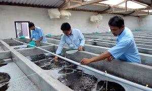 Tìm hướng cho sản xuất tôm giống