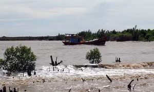 Trồng rừng ngập mặn ngăn xói lở đê biển