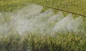 Về vụ nghi sản xuất phân bón giả tại Đồng Nai