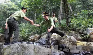 Kháng nghị tăng hình phạt với 14 bị cáo cướp gỗ sưa tại Phong Nha-Kẻ Bàng 