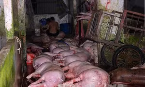 Phát hiện lò mổ bơm nước vào lợn trước khi giết mổ 