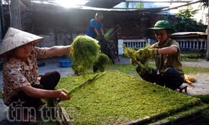 Cực khổ thuốc lào