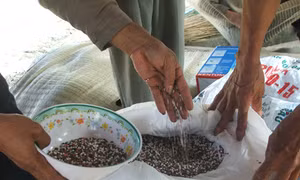 Xử lý vi phạm làm phân bón giả còn nhiều vướng mắc