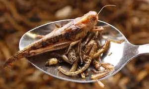 'Người dân EU nên ăn côn trùng'