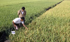 Góp sức, chung tay của “bốn nhà”