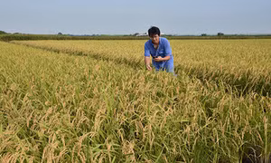 Gạo Fukushima thoát nhiễm xạ 