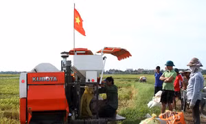 Nông dân đất lúa bỏ ruộng - Bài cuối