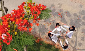 Bạn, tôi và hoa phượng