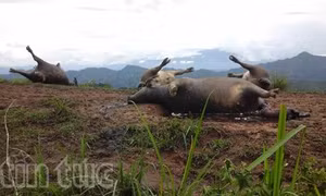 Hà Giang