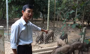 Nuôi lợn rừng bằng thảo dược