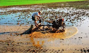 Sản xuất nông nghiệp có giá trị gia tăng thấp