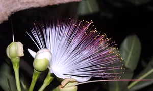Hoa bàng vuông Trường Sa khoe sắc