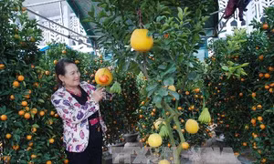 Thị trường hoa, cây cảnh Tết: 'Hàng độc' hút khách 