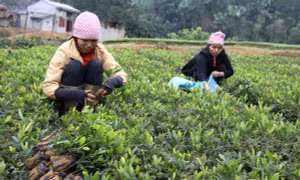 Phú Thọ