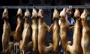Tranh cãi 10.000 chú chó bị giết hại trong lễ hội Yulin