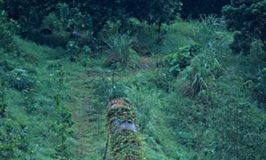Quảng Ninh