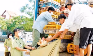 Đừng vì cái lợi trước mắt