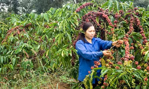 Tăng cường bảo vệ vườn cà phê đến kỳ thu hoạch