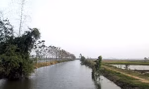 Nồm chiều...