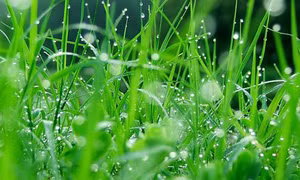 Hương cỏ