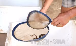 Nông dân Nghệ An bác tin "vỗ béo" lươn bằng... thuốc tránh thai 