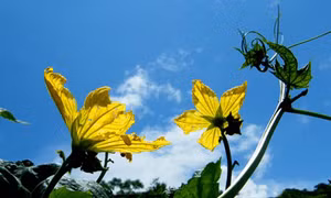 Hoa mướp vàng