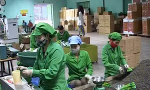 Doanh nghiệp chè chú trọng thị trường nội địa