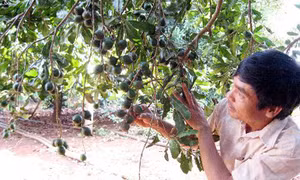 Thận trọng trồng cây mắc ca