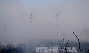 Cháy rừng thông 10 năm tuổi tại Thanh Hóa