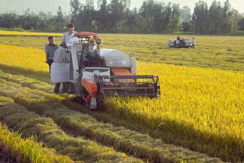 DN, nông dân chưa 'gặp nhau' trên cánh đồng mẫu lớn ảnh 1