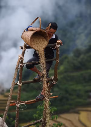Nét bình dị người H’Mông trong mùa gặt trên hãng tin nước ngoài ảnh 6