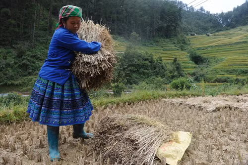 Nét bình dị người H’Mông trong mùa gặt trên hãng tin nước ngoài ảnh 1