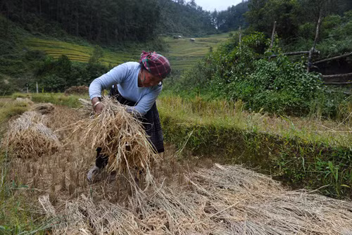 Nét bình dị người H’Mông trong mùa gặt trên hãng tin nước ngoài ảnh 5