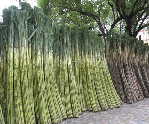 Cuba tăng cường phát triển nguồn năng lượng từ bã mía ảnh 1