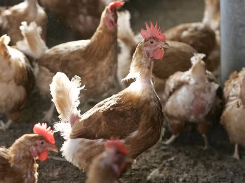 Gần 300 người ngộ độc thịt gà tại Mỹ ảnh 1
