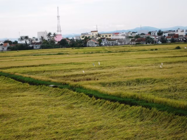  Xuất khẩu gạo còn nhiều khó khăn ảnh 1