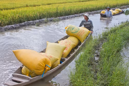 Khó tiêu thụ lúa thu đông ảnh 1