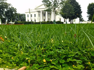 Hoang dại vườn rau của bà Obama ảnh 6