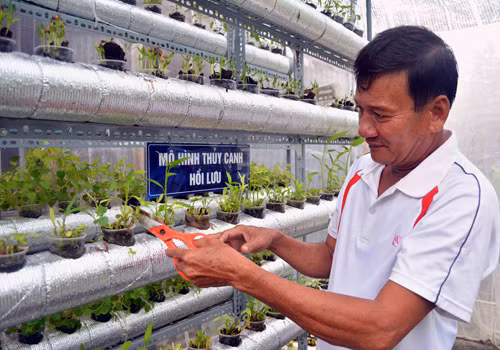 Đưa mô hình trồng rau thủy canh ra Cù Lao Chàm ảnh 1