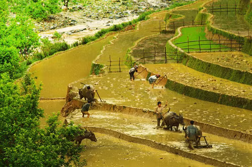 Mùa nước đổ trên những “nấc thang trời” ảnh 3