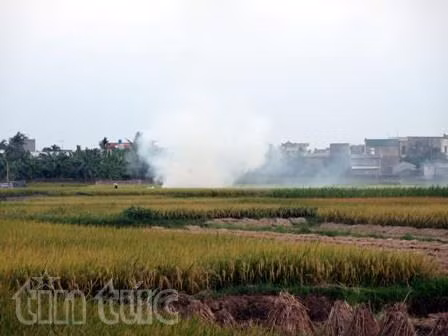 Hải Dương: Tái diễn nạn đốt rơm, rạ vào mùa thu hoạch ảnh 3
