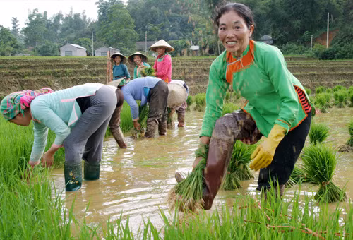 Người Pu Nả trồng lúa nước ảnh 1