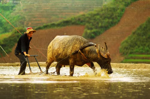 Mùa nước đổ trên những “nấc thang trời” ảnh 6