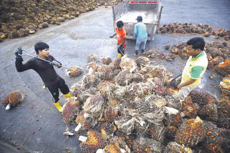 Tràn ngập thực phẩm giả từ dầu cọ tại Nga ảnh 2