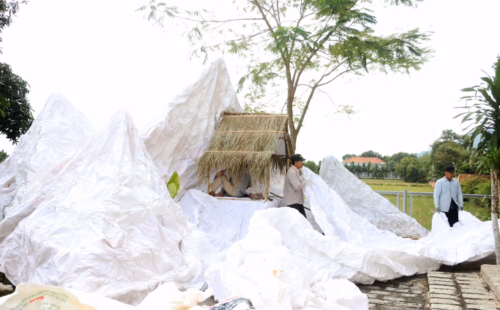 Mặc dù đang vào màu giao sạ vụ lúa Đông Xuân 2025-2026, nhưng bà con giáo dân Giáo xứ Mân Côi Tri Tôn vẫn sắp xếp thời gian đến Giáo xứ để góp công, góp sức, trang trí khu vực khánh tiết, hang đá, cây thông, vườn thư gửi chúa Hài đồng và tập chương trình văn nghệ chuẩn bị cho lễ Giáng sinh năm 2025 đang cận kề.