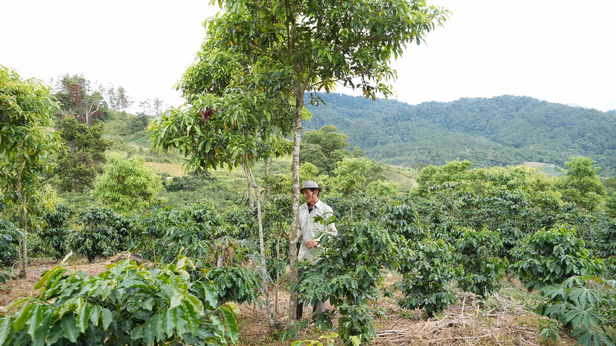 Vừa trồng cà phê, ông A Nhíp (sinh năm 1954, thôn Đăk Bung, xã Đăk Plô) còn trồng xen bời lời giúp tăng nguồn thu trên diện tích canh tác.