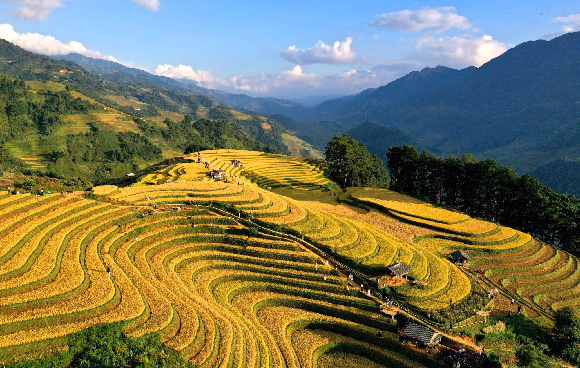 Từng thửa ruộng bậc thang nối nhau như sóng vàng mềm mại trải dài đến tận chân trời. Ảnh: Tuấn Anh/TTXVN