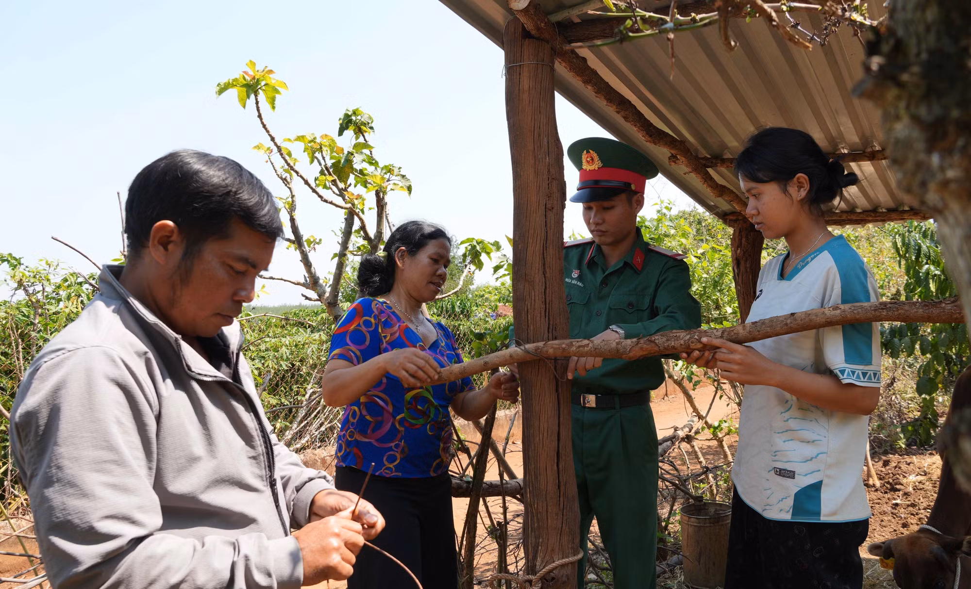 Cán bộ, chiến sỹ Sư đoàn 10 hỗ trợ gia đình hộ nghèo, hộ cận nghèo làm chuồng trại và hỗ trợ bò sinh sản.