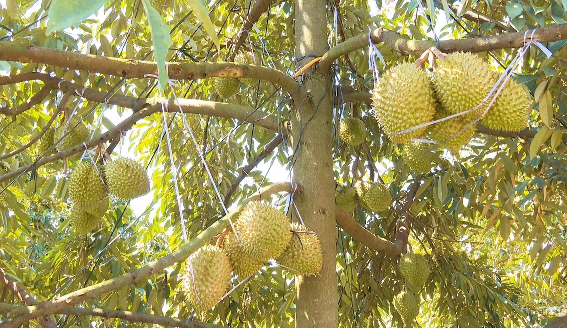 Việc sử dụng hiệu quả các nguồn lực hỗ trợ đang từng bước tạo chuyển biến tích cực trong công tác giảm nghèo tại địa phương, góp phần thúc đẩy phát triển kinh tế - xã hội, nâng cao đời sống người dân vùng biên trong quá trình xây dựng thành phố Đồng Nai mới.
