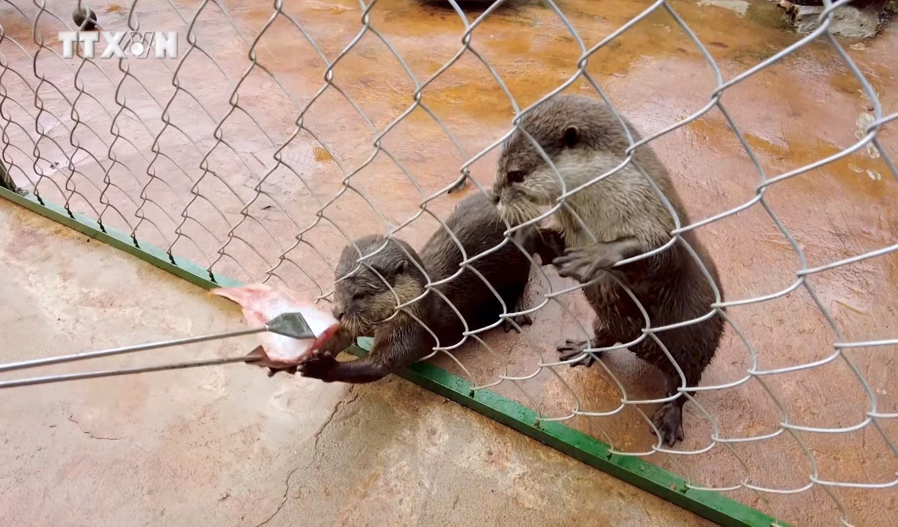 Hai cá thể rái cá được chăm sóc, phục hồi tại Trung tâm Tuyên truyền Du lịch và Cứu hộ bảo tồn Vườn quốc gia Bù Gia Mập, thành phố Đồng Nai.